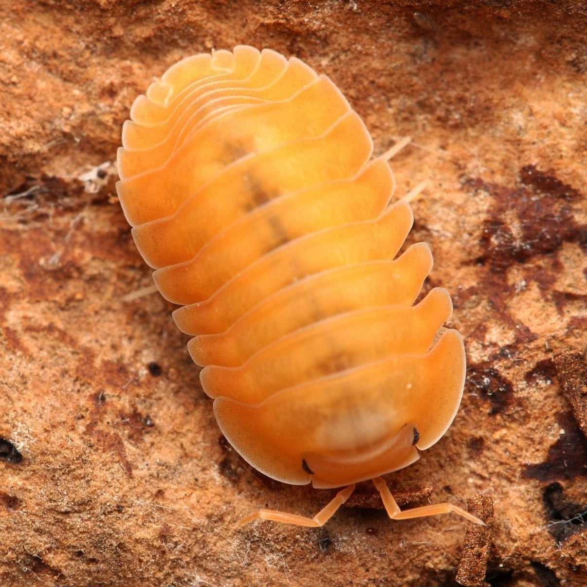 Cubaris Sp. “Orange Freezy”