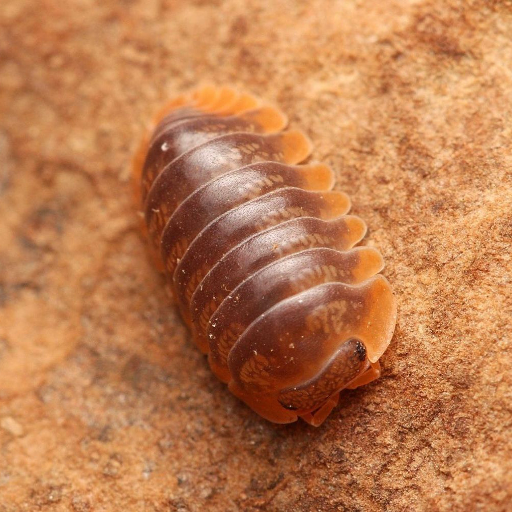Brown pill bug on a textured brown surface