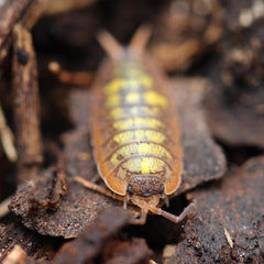 Porcellionides Sp. "Big Pine Key"