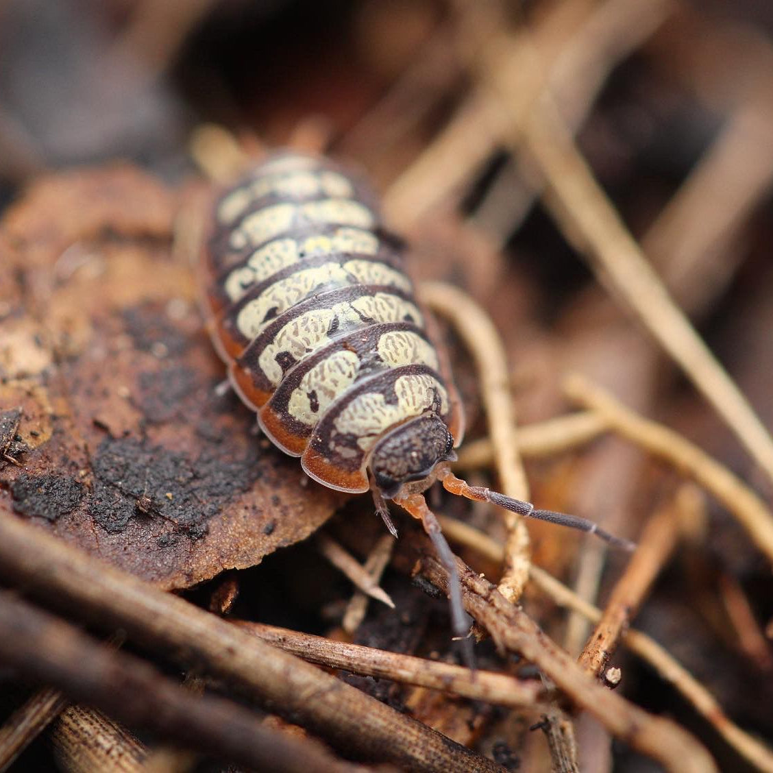 Porcellionides Sp. "Big Pine Key"