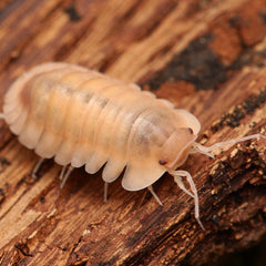 Cubaris Sp. “Albino Red Edge”
