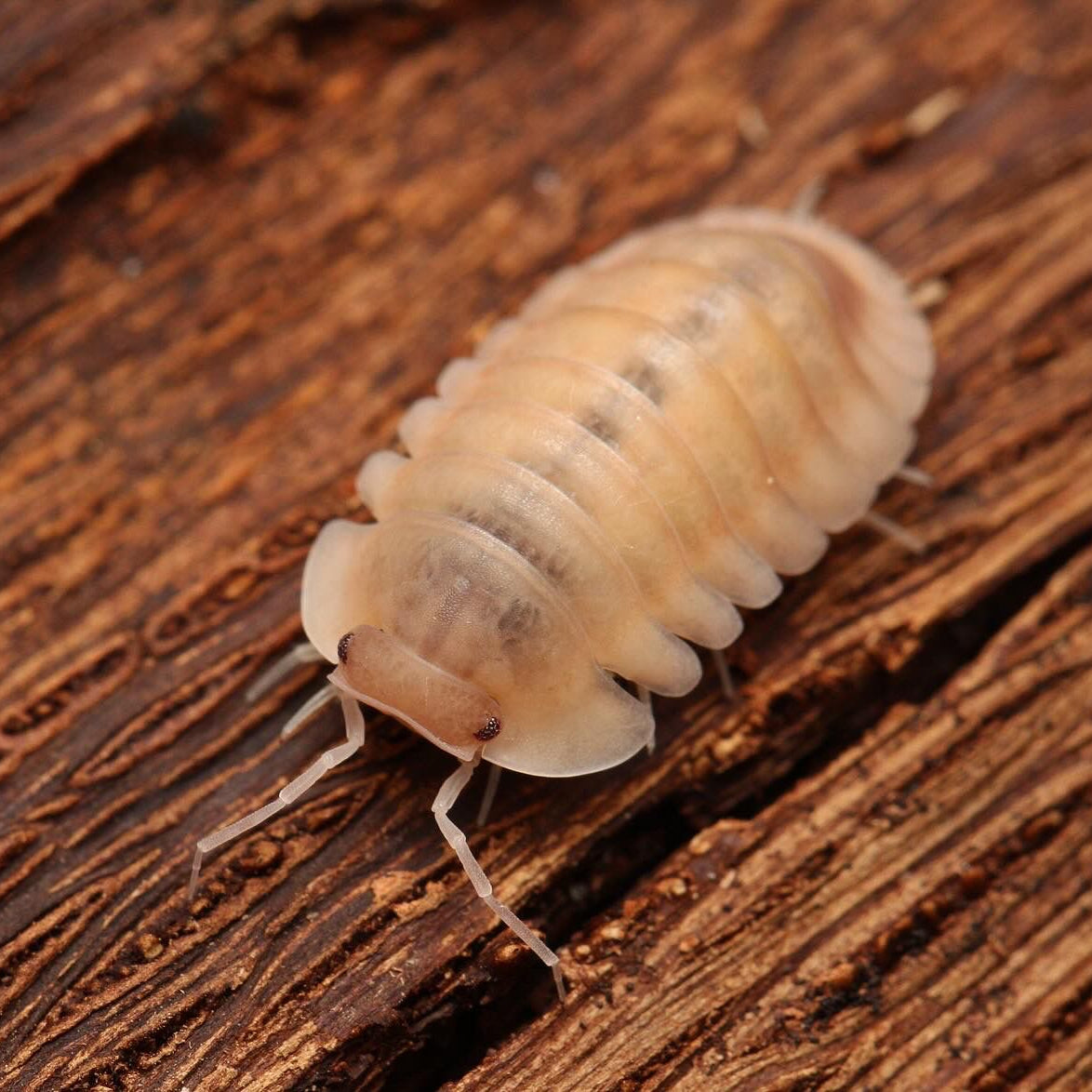 Cubaris Sp. “Albino Red Edge”