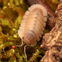 Cubaris Sp. “Albino Red Edge”