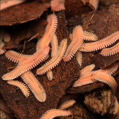 Brachycybe lecontii Millipede