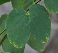 Hong Kong Orchid Leaves Diet