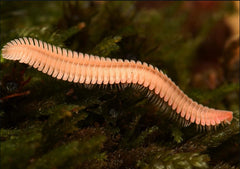 Brachycybe lecontii Millipede