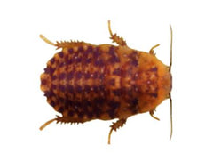 Discoid Roaches