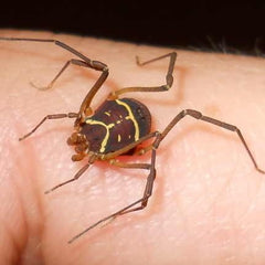 Ornate Harvestman - Uv Glow Invertebrates