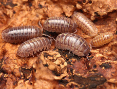 Armadillidium Vulgare "Hidden Lake"