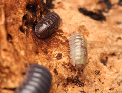 Armadillidium Vulgare "Hidden Lake"