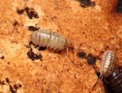 Armadillidium Vulgare "Hidden Lake"