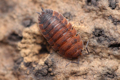 Porcellio Scaber "Lava"