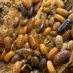 Armadillidium Sp. Gem Mix