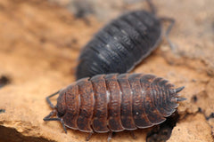 Porcellio Scaber "Lava"