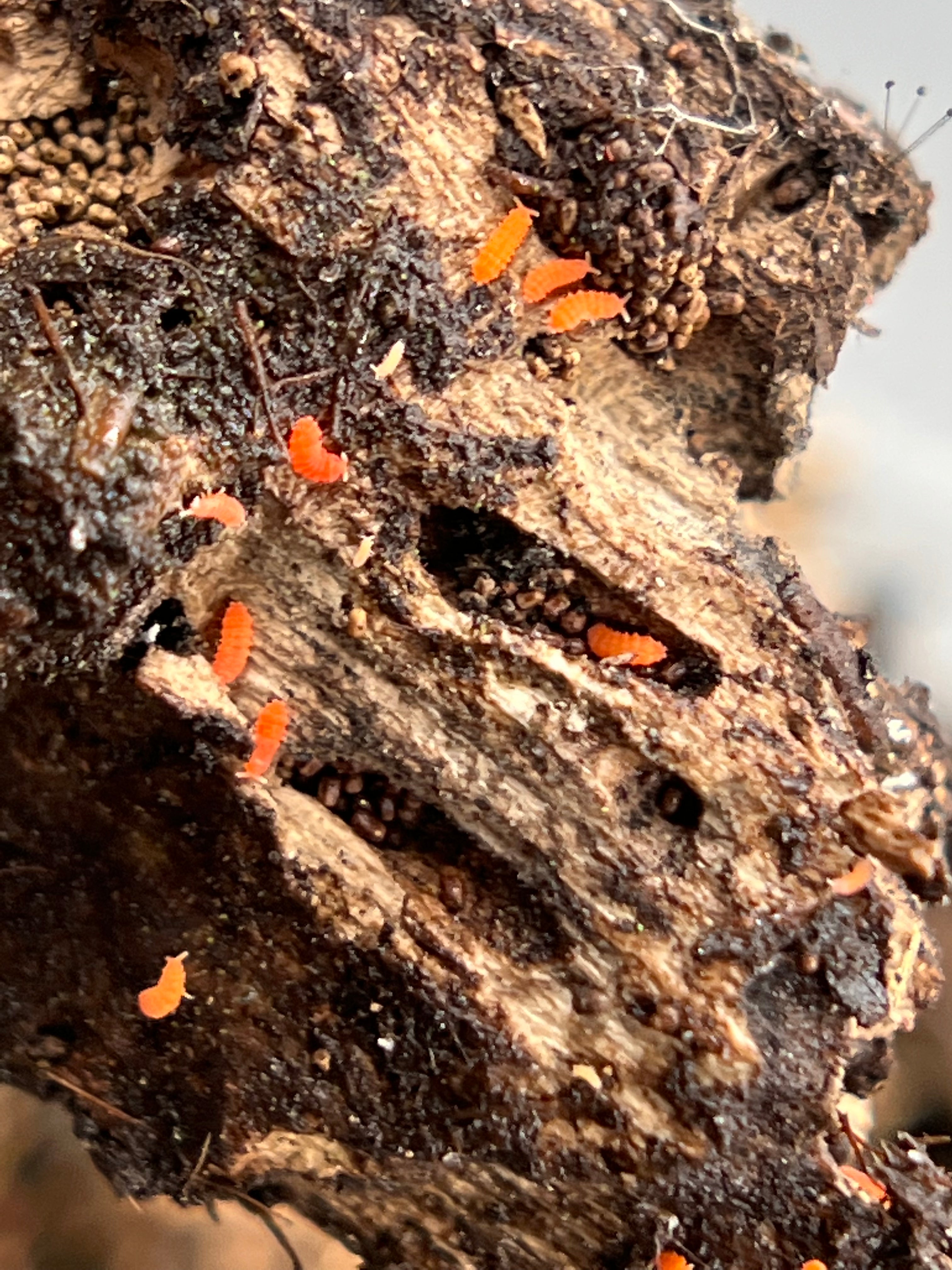  Creation Cultivated - 15ct Orange Springtails Live (Yuukianura  Aphoruroides) - Insect Culture Clean Up Crew for Bioactive Terrarium  Vivarium : Pet Supplies