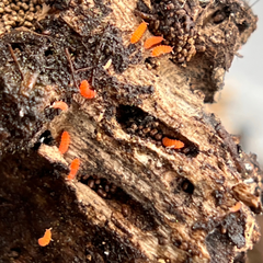 Yuukianura Aphoruroides Orange Springtails