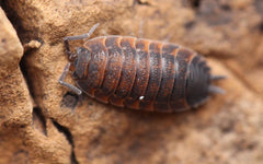 Porcellio Scaber "Lava"