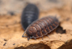 Porcellio Scaber "Lava"