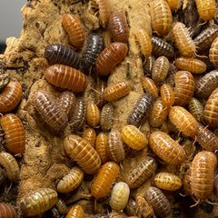 Armadillidium Sp. Gem Mix