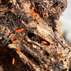 Yuukianura Aphoruroides Orange Springtails