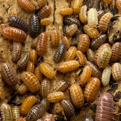 Armadillidium Sp. Gem Mix