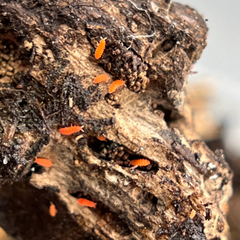 Yuukianura Aphoruroides Orange Springtails