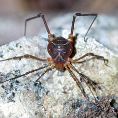 Ornate Harvestman - Uv Glow Invertebrates