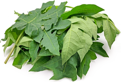 Papaya Leaves Bundle Diet