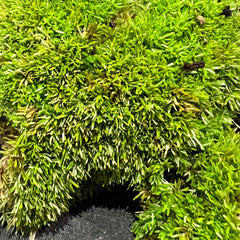 Pin Cushion moss