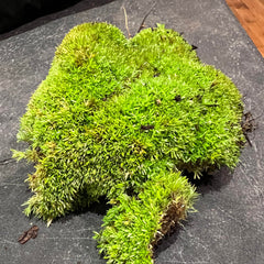 Pin Cushion moss