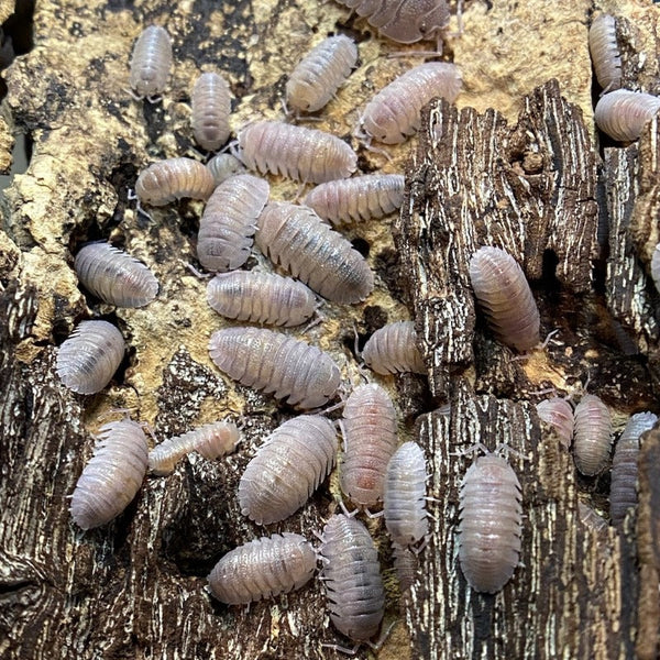 Armadillidium Scaberrimum Sp. 