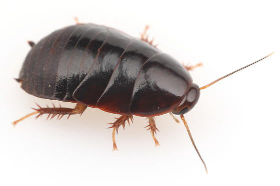 Surinam Locale - Feeder Roaches Mixed Sizes