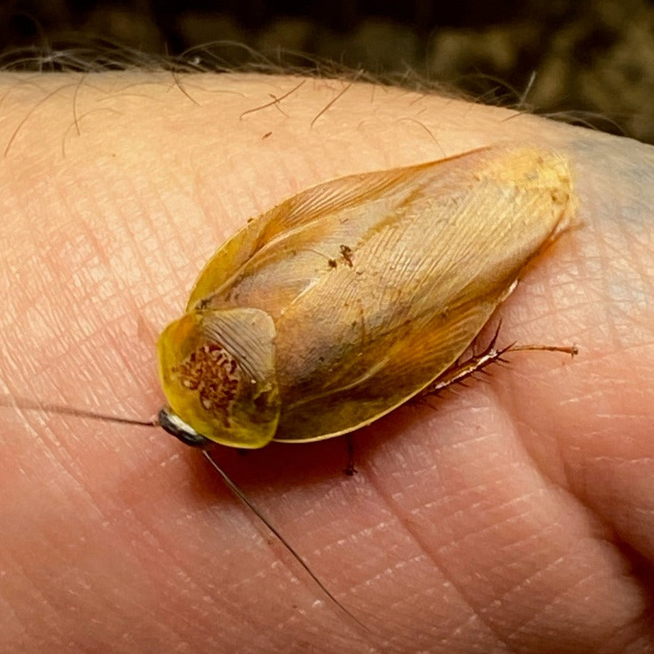 Yellow Gyna lurida " Yellow Porcelain Roach" 12 Mixed Sizes
